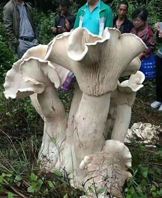 判死刑！雲南現78公分高蘑菇精 專家說能吃