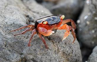 綠島護蟹見成效 路殺比例減少超過4成