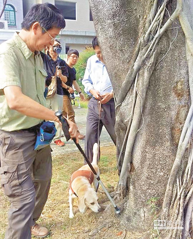 偵測檢疫犬「檸檬」為屏東市瑞光路上行道樹進行褐根病檢疫。（潘建志攝）