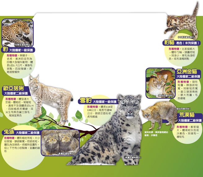 陸12貓科動物四川新龍包攬7種 焦點新聞 旺報