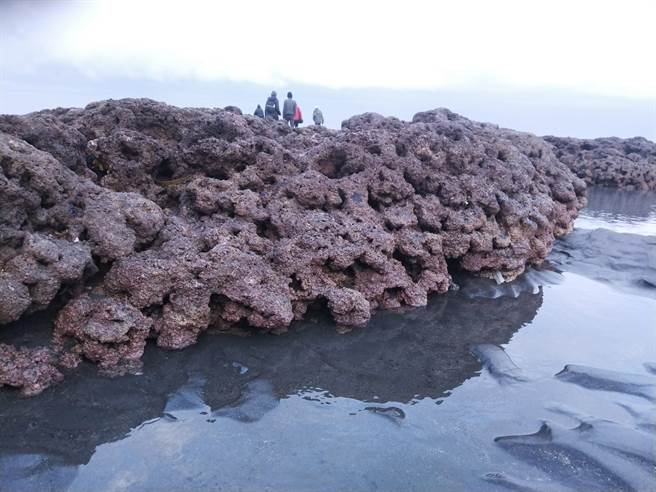 全球獨有的大潭藻礁生態。（圖／桃園在地聯盟提供）