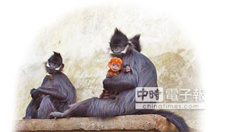 全球首例 陸野放人工繁育黑葉猴
