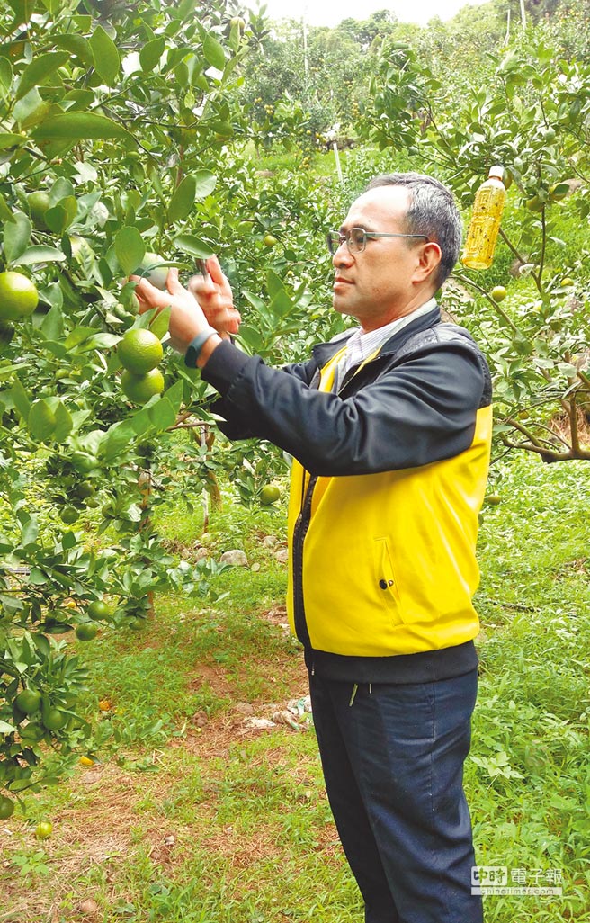 農友黃阿發在八里區種植新興柑橘，香甜美味，廣受消費者好評。（高鈞麟翻攝）