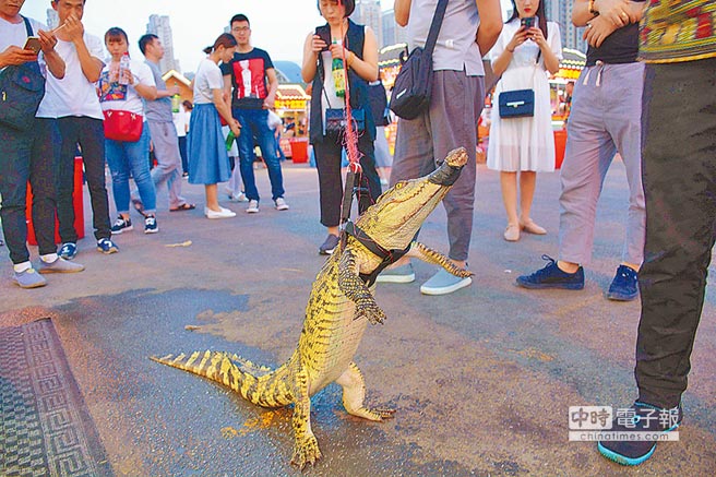 瀋陽街頭攤販賣炸鱷魚肉串，攤主表演街頭遛鱷魚。（CFP）