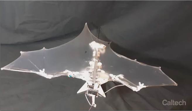 加州理工学院研制出的Bat Bot（B2）蝙蝠无人机。（加州理工学院）