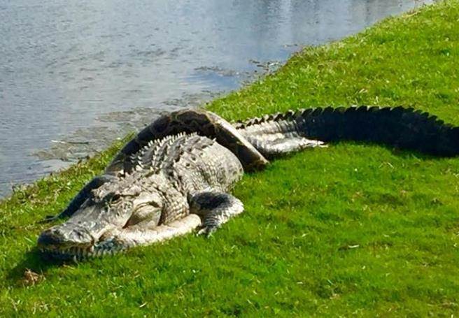 美國佛州一座高球場內出現短吻鱷與蟒蛇大戰。(摘自臉書)