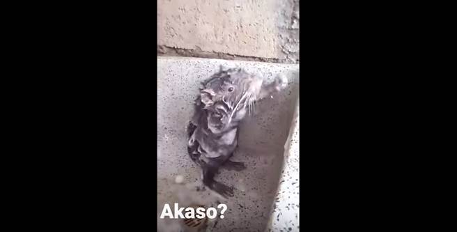 老鼠竟會站立洗澡，驚呆祕魯網友。(取自youtube/Jose Correa)
