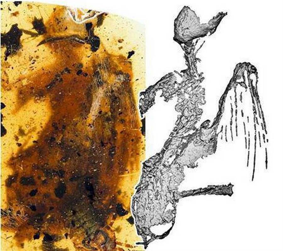 最完整古鳥化石 緬甸琥珀藏珍寶 國際 中時電子報