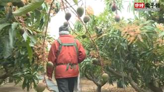 連年欠收！果農「施肥、裝防風網」守護芒果樹