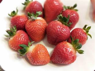 草莓盛產大又紅 採草莓是時候