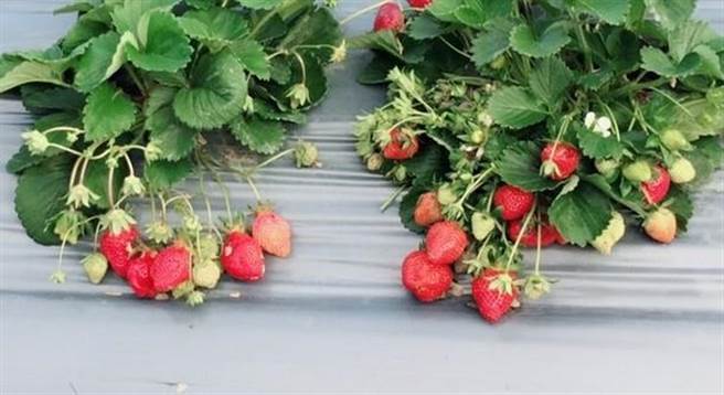 草莓農藥殘留多？專家跟你說真相。(圖/賴琬琳)