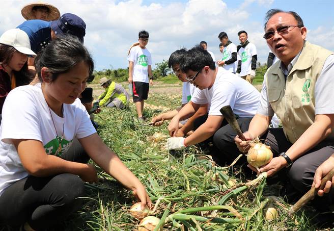 農委會主任委員林聰賢（右一）28日親自下田採洋蔥，用行動「鼓勵青年熱血從農」，力推農業打工新選擇。（謝佳潾攝）
