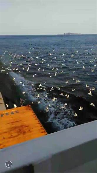 和平希望之鴿放飛釣魚台附近海域