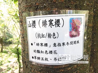 武陵櫻花樹被釘識別證 遊客不捨