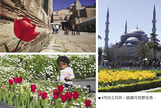 4月的土耳其，隨處可見鬱金香。圖／林志昊