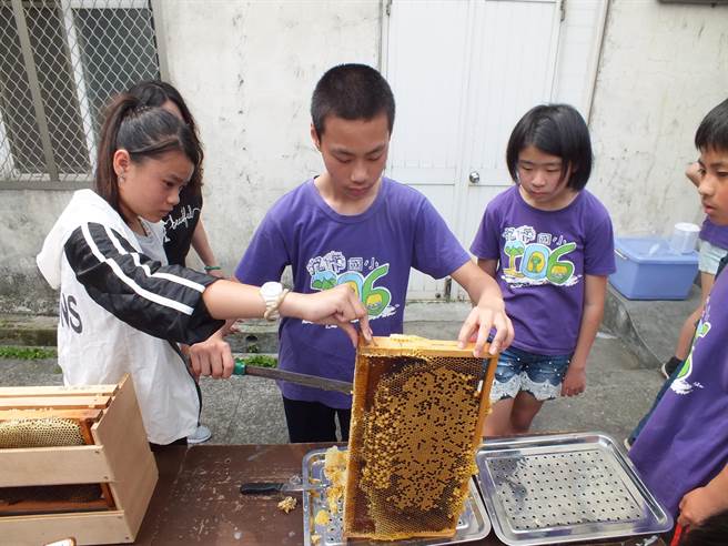 新北市九份國小9名六年級學生到彰化花壇鄉文祥國小交流拜訪，在文祥養蜂社學生帶領下一同體驗採蜂蜜。（謝瓊雲翻攝）