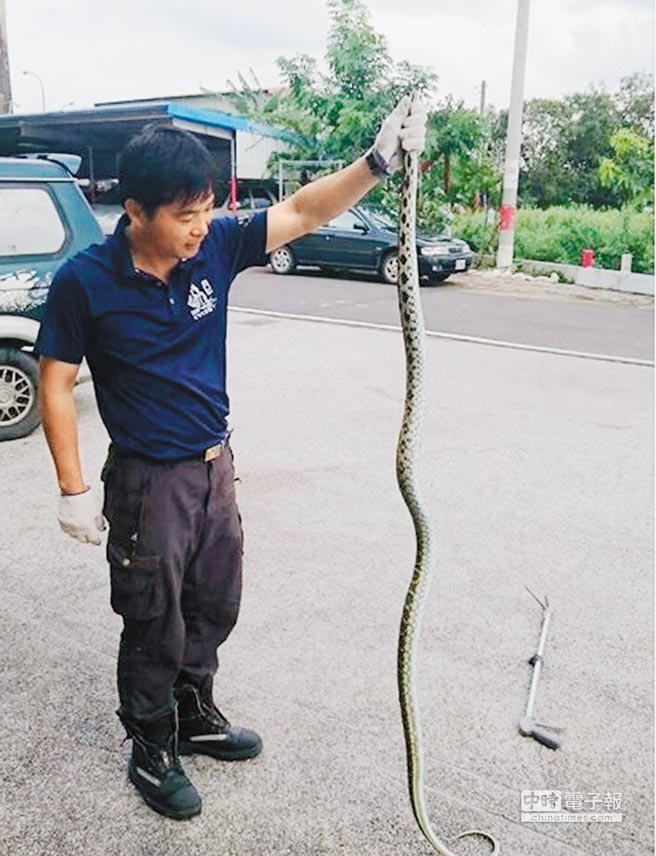 捕蜂抓蛇嘉縣9鄉鎮試辦委外 地方新聞 中國時報