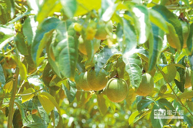 食藥署將放寬百香果等29種作物9種農藥的殘留標準，主婦聯盟憂心將引發人體對農藥的「雞尾酒效應」。（本報資料照片）