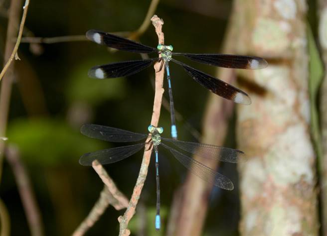 稀有種之大型豆娘「長痣絲蟌」分為斑翅型（上）與透翅型（下）兩個型態，翅膀看起來不一樣，但事實上為同一物種。（沈揮勝攝）