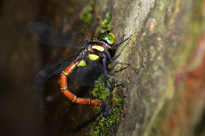 朱黛晏蜓體型不小。圖為雌蟲在潮濕處產卵。（沈揮勝攝）