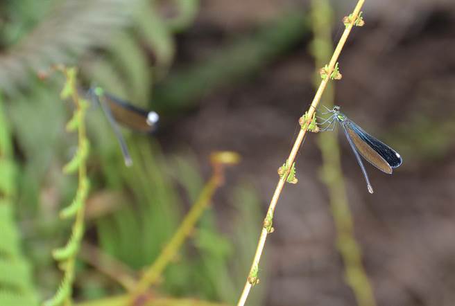 2隻白痣珈蟌雌蟲一前一後棲息。翅上白斑是牠的名稱由來。（沈揮勝攝）