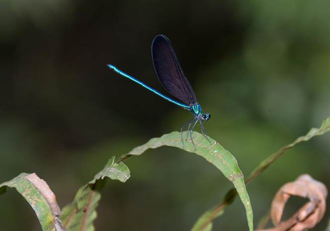 公的白痣珈蟌色澤極為優雅。（沈揮勝攝）