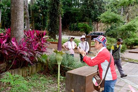 台灣原生蒟蒻開花花株178公分高 生活 中時