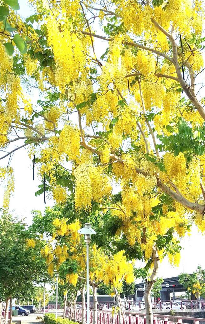 賞花趣 台中市府公布41處賞花看樹景點 旅遊 中時