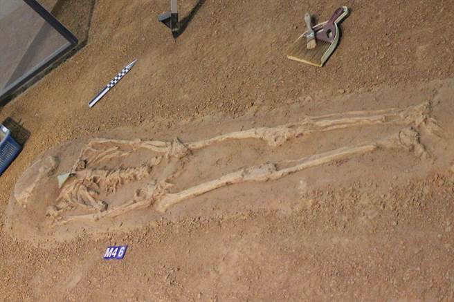 科博館表示，安和遺址M46「戴鯊魚牙玉飾的青年」，配戴玉飾應為陪葬項鍊。展場中以考古挖掘現場呈現。（陳淑芬攝）