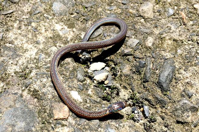 鐵線蛇的尾端驟縮，常讓人誤以為是頭部，因此另有「尖尾兩頭蛇」別稱。（沈揮勝攝）