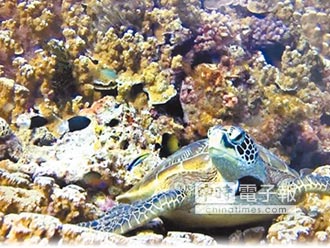3D影片如置身海底 不溼身就能看海龜