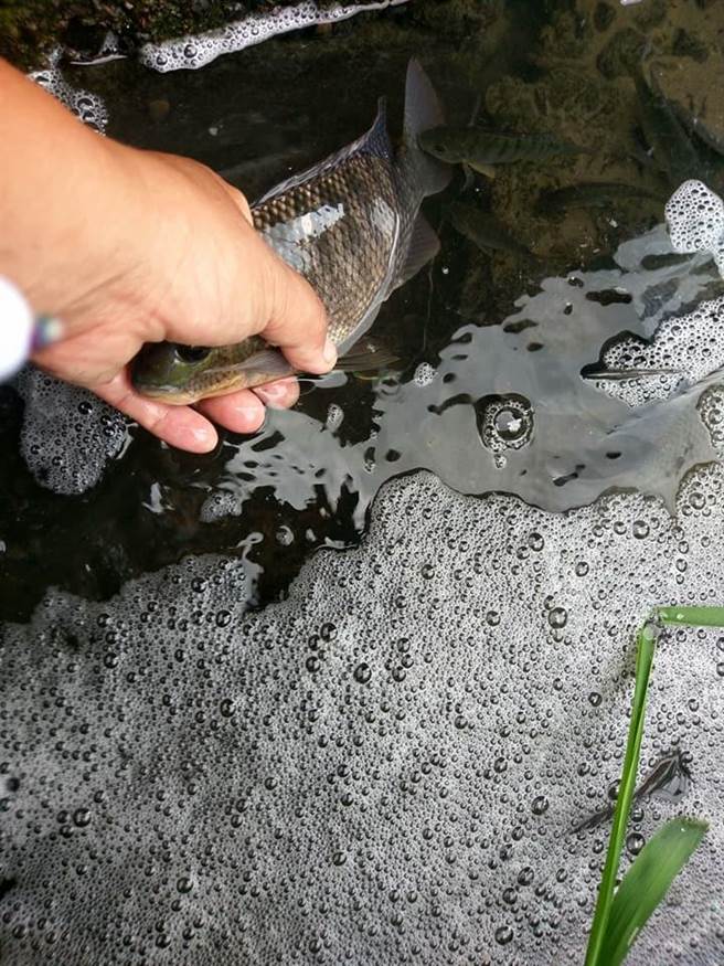 清水大排生態豐富，孕育許多吳郭魚，遭工廠廢水汙染後，至少有2、30萬尾吳郭魚吃到毒水。（王文吉翻攝）