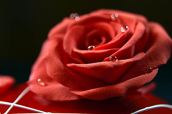 〈緋紅〉上用巧克力作的玫瑰花瓣，是透過雙手的溫度精巧捏製，上面並點綴了用糖漿作的「朝露」。製作過程必須「跟時間賽跑」，否則巧克力會溶掉。（攝影／姚舜）
