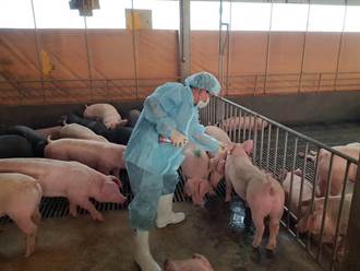 審查過關 農委會：已開放英國豬肉進口