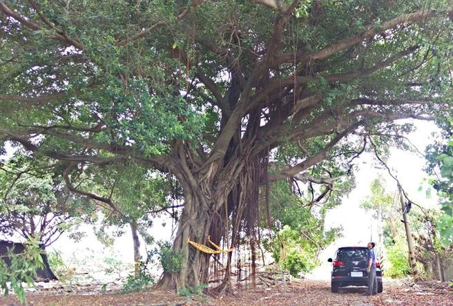 樹根堵塞民宅排水管致淹水公園處判賠37萬 社會 中時