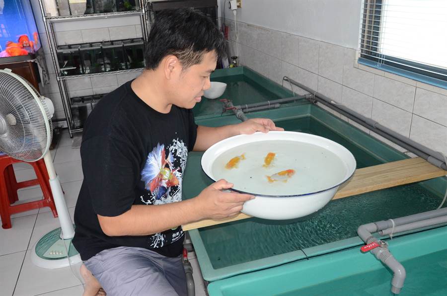 照顧日本蘭壽魚很不簡單，飼主林豐裕在移盆時得注意水溫，天氣熱時要開電風扇，幫盆子裡的水降溫。（林瑞益攝）