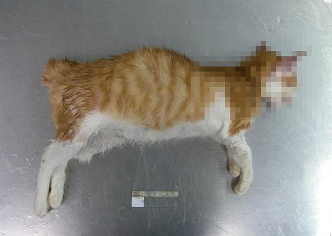 4個月大的家貓「茶茶」被活活摔死，動保處法醫進行解剖，發現牠遭嚴重撞擊、內臟出血而死。（林宏聰翻攝）
