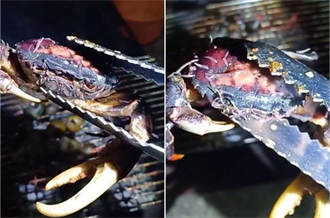 火烤蟹為何噴出「萬蟲鑽動」？專家點破關鍵原因