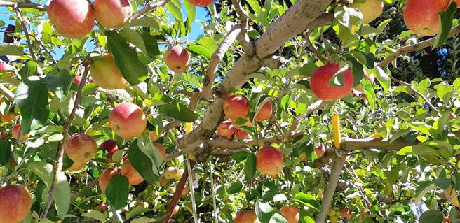 蘋果紅了 福壽山農場10月開放採果 生活 中時