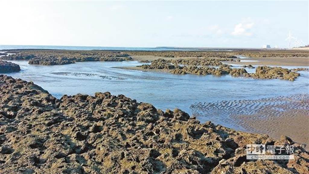桃園藻礁分布約27公里，其中觀新藻礁長約4.5公里，目前仍持續造礁成長，是全國最大的藻礁群。（潘忠政提供）