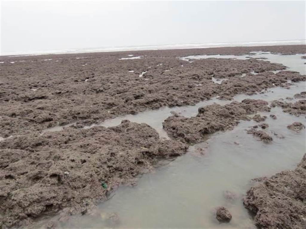 當年鄭文燦與環團所簽署的是觀新藻礁，並非大潭藻礁。（甘嘉雯攝）