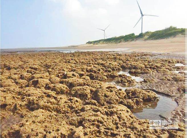 桃園觀塘工業區的大潭藻礁。（中興大學生命科學系教授林幸助提供）