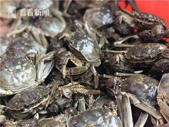 黃浦江大閘蟹開捕上市 平均重量達每只5兩