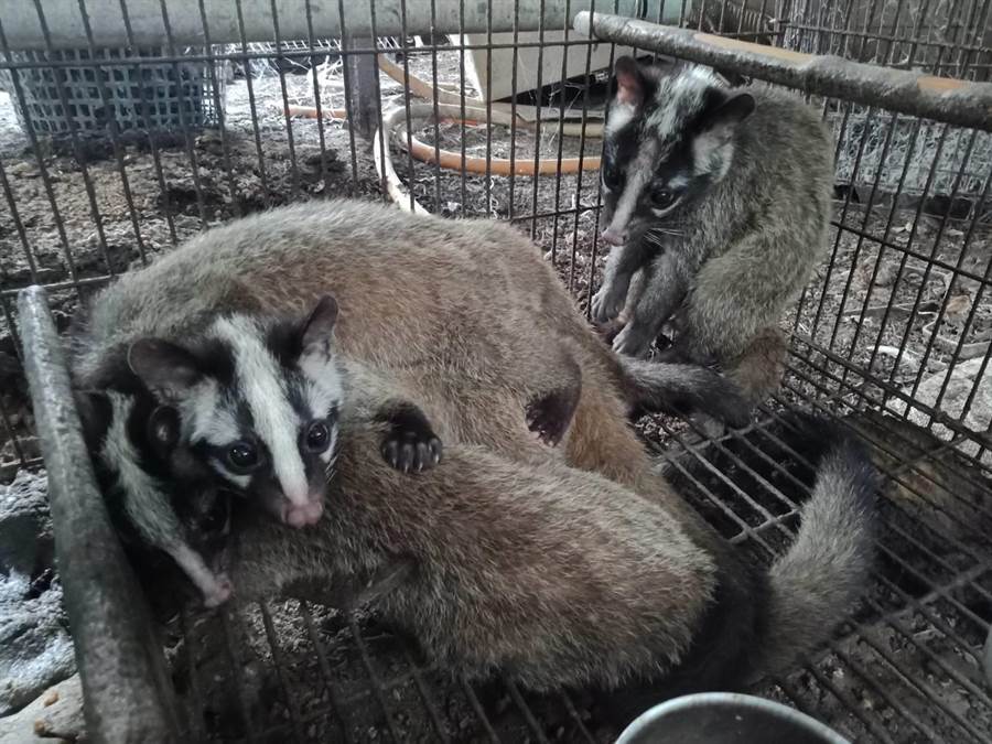 還是保育類 他收養12隻白鼻心觸犯 野生動保法 生活 中時