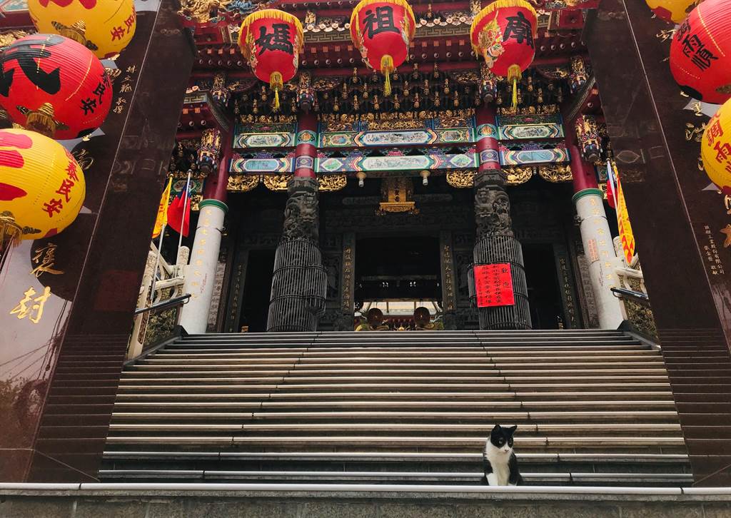 新北市三重區的「義天宮」時常有流浪貓咪穿梭廟內，香客口耳相傳慕名而來，讓三重義天宮也有著「貓廟」的別稱。（高彥哲攝）