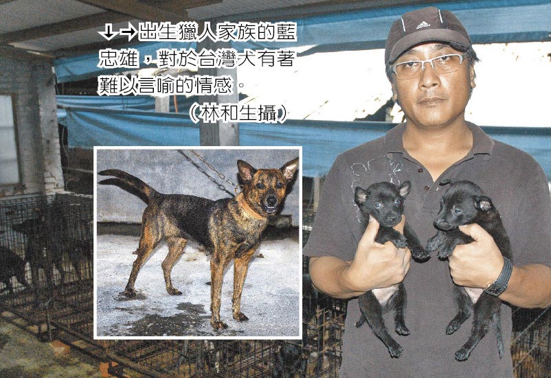 寻找纯种台湾犬部落猎人凸全台 新闻 中国时报