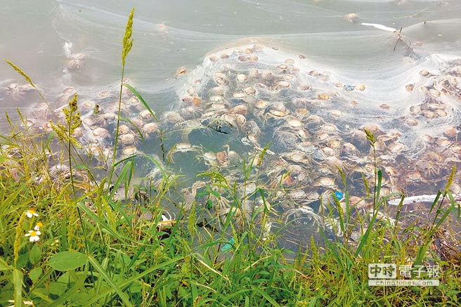苗栗縣一批問題蟹，出現在池中相繼死亡現象。（陳慶居攝）