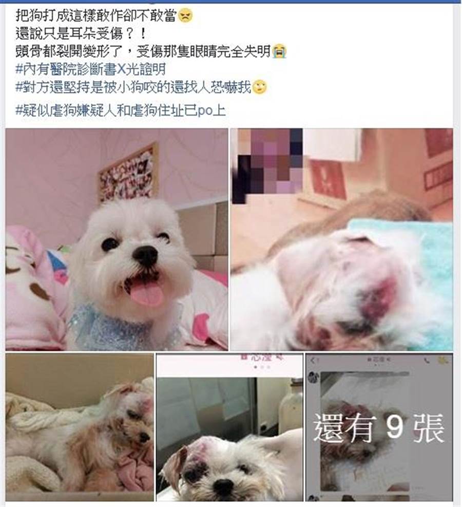 爱犬遭虐头骨破裂失明朋友反目怒撂人深夜讨公道 社会 中时