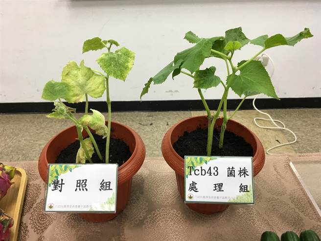 芽孢桿菌tcb43 防治哈密瓜白粉病好利利 時事 中時