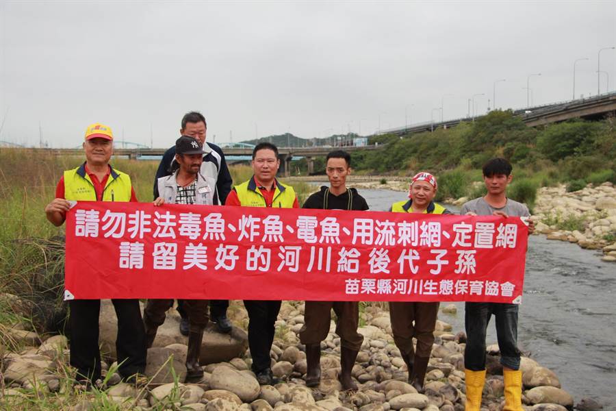 苗栗縣河川生態保育協會，20日到後龍溪河道拆除非法網具，並放生遭捕獲的魚蝦蟹，維護河川生態。（何冠嫻攝）